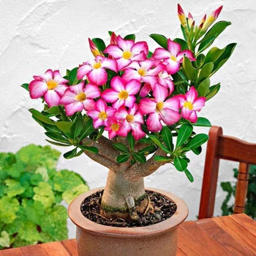 Vista 2 de Semillas de rosa del desierto para cultivar Paquete de 10 Bonsái de floración multicolor muy apreciado Adenium Obesum, 10 semillas