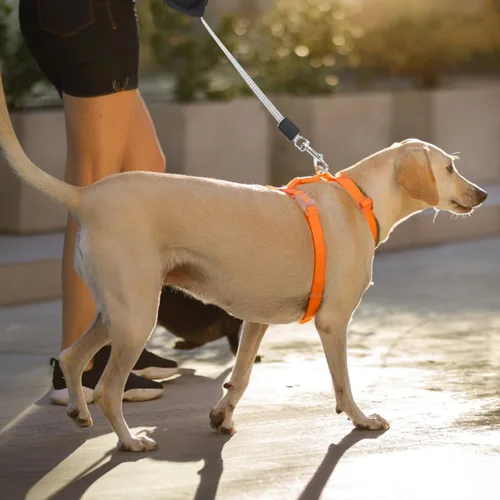 Vista 4 de Alipis Correa retráctil automática para perro, cuerda de tracción telescópica de gran tamaño, mango cómodo para caminar, trotar, senderismo