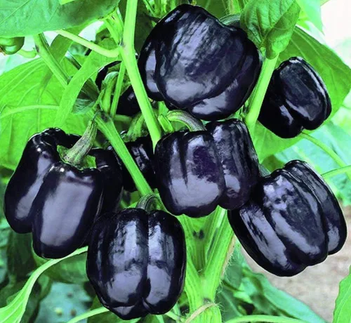 Vista 4 de Pimiento negro dulce vegetal sin OMG para plantar