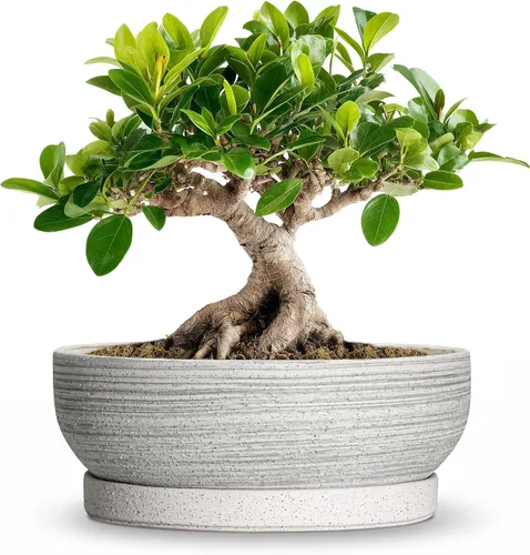 Vista 33 de Succulent Pots, 6 Inch Ceramic Bonsai Pots with Saucer, Blue