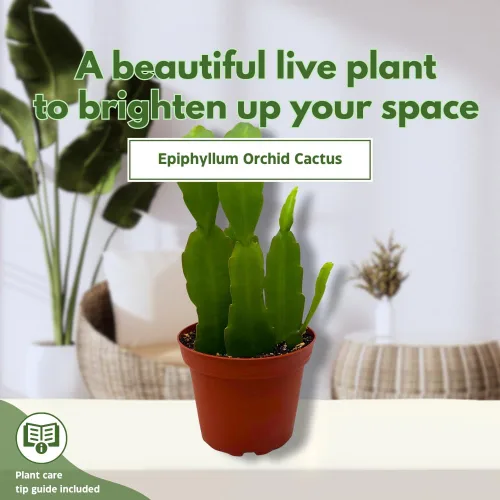 Vista 3 de BubbleBlooms Epiphyllum Orchid Cactus en una maceta de 4 pulgadas Disocactus ackermannii