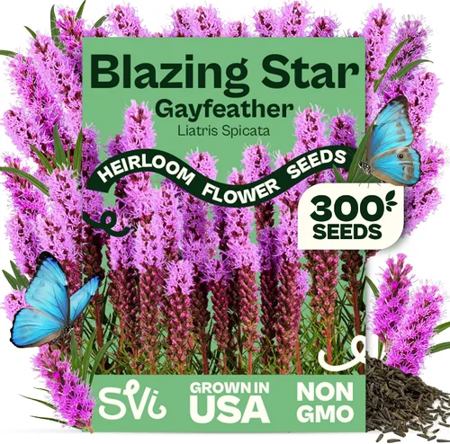 Vista 112 de Queen Anne 's Lace- 200 semillas – 50% de descuento venta