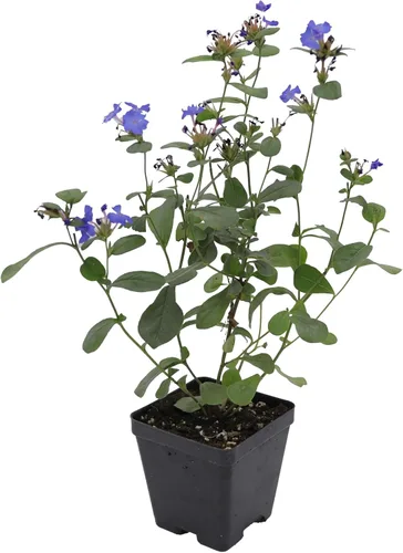 Vista 12 de Greenwood Nursery: Plantas vivas de cobertura del suelo - Bugleweed Blueberry Muffin + Ajuga Reptans - [Cantidad: 1x Maceta de Pinta]