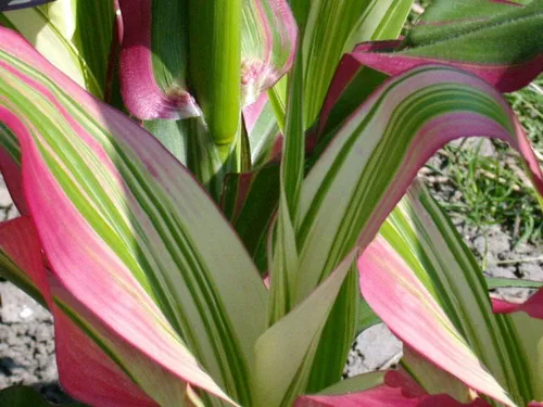 Vista 2 de Semillas de maíz a rayas de caramelo para plantar (10 semillas raras) - Maíz con colores arcoíris