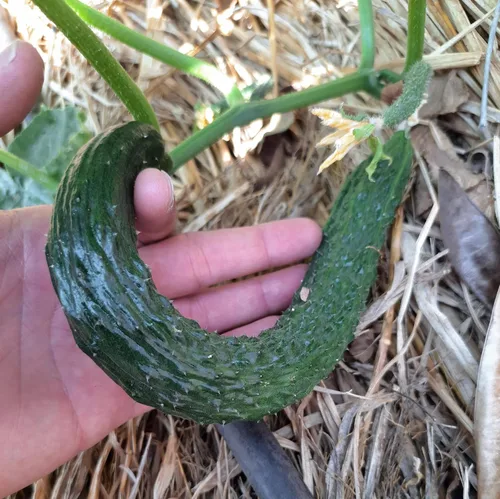 Vista 4 de CHUXAY GARDEN Semillas de pepino de jade de China, 25 semillas de pepino sativus, vegetales verdes deliciosos vegetales orgánicos no transgénicos
