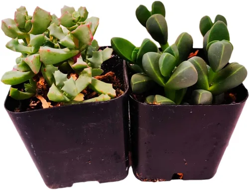 Vista 2 de Plantas de cactus suculentas vivas (juego de dos macetas de 2 pulgadas) (pata de oso de cotiledón tomentosa 'verde+ abigarrada')