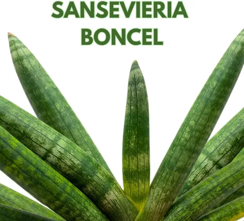 Vista 2 de BubbleBlooms Sansevieria Boncel Starfish - Planta de serpiente rara de 6 pulgadas