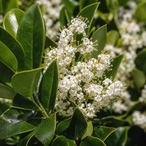 Vista 3 de Ligustrum Waxleaf Privet - 30 plantas vivas - Arbusto de seto de privacidad de hoja perenne