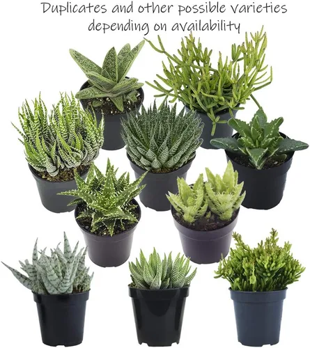 Vista 5 de Altman Plants - Juego de suculentas de escritorio para oficina