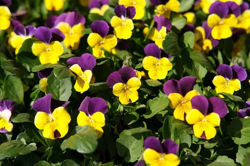 Vista 3 de 50 semillas de flor tricolor de viola violeta DARK JOHNNY JUMP UP