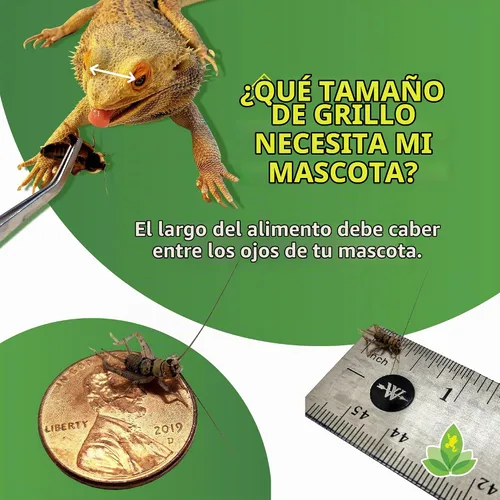 Vista 3 de Grillos de 1/4 pulgada agrupados de Josh's Frogs (120 unidades)