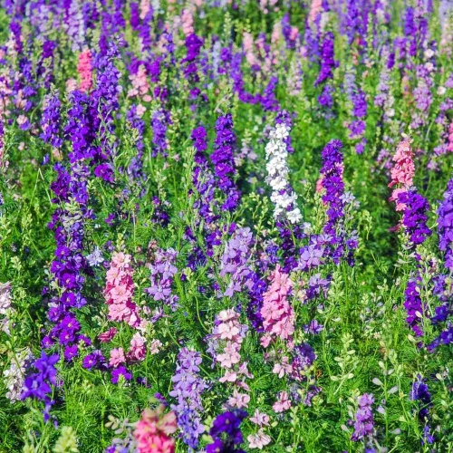 Vista 5 de Semillas Enanas Larkspur Mix- Bajo Delphinium - Flores anuales para plantar - Sin OMG