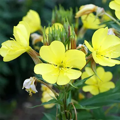 Vista 6 de 200 semillas de onagra común enana cubierta de suelo y césped, hermosa flor para maceta, jardín