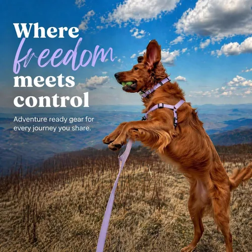 Vista 7 de Arnés para perro ShawnCo Dream Walk Pro - Sin tirones, cómodo, ajustable, fácil de usar para ayudar a detener el tirón para perros pequeños