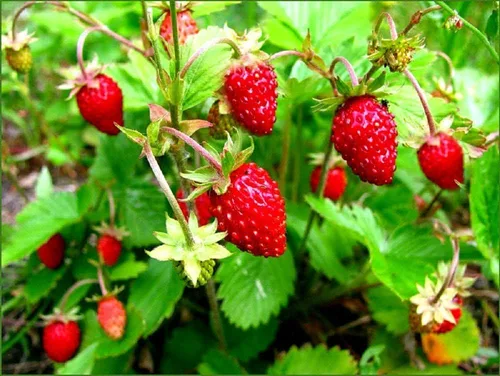 Vista 3 de Más de 100 Semillas Alpine Strawberry Baron Solemacher Everbearing - Rojo Fruta