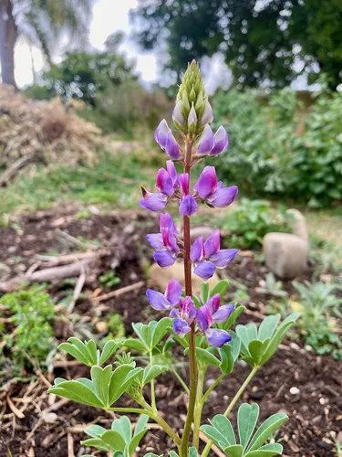 Vista 3 de Plant Good Seed Arroyo Blue Lupine Seeds for Planting: California Native Wildflower, Dark Purple Blossoms - Paquete de 60 semillas