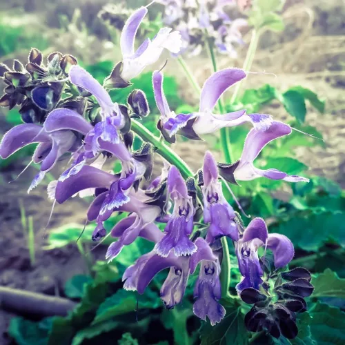 Vista 3 de Semillas de salvia roja Danshen (Salvia miltiorrhiza) Paquete de 10 semillas