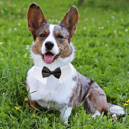 Vista 5 de Pajarita para perro, collar de perro esmoquin de Koolmox para bodas con collar blanco ajustable hecho a mano y corbata negra, corbata clásica