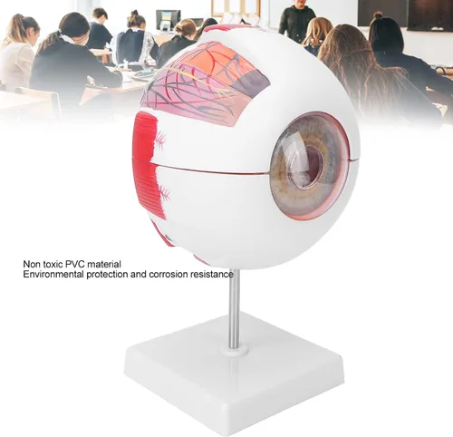 Vista 4 de Modelo de globo ocular humano 6 veces ampliado 7 piezas modelo de ojo para ciencia educación exhibición aprendizaje herramienta de enseñanza