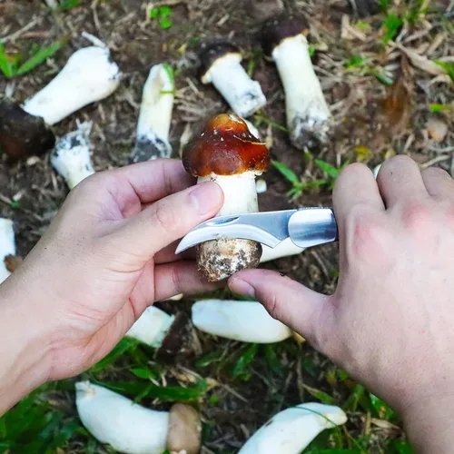 Vista 3 de Coowolf - Cuchillo de forraje de hongos con cepillo y funda Hoja curvada de acero inoxidable de 2,4", mango de madera dura, diseño plegable