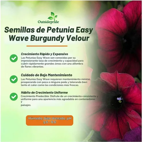 Vista 3 de Outsidepride Semillas de petunia de terciopelo burdeos Easy Wave – 15 unidades. Semillas de flores anuales, compactas y extendidas para plantar