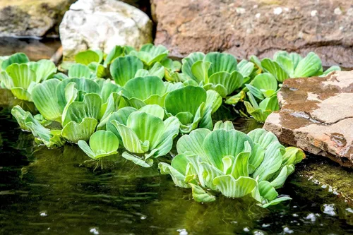 Vista 2 de Lechuga acuática Plantas flotantes vivas para estanques acuáticos (1 lechuga de agua)