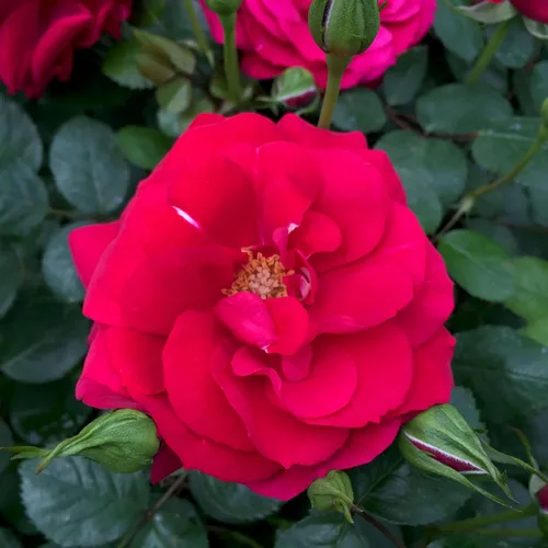 Vista 14 de Rosas trepadoras de reliquia, planta de raíz propia viva, Lady in Red™