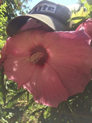 Vista 2 de UPC0764425787105 - Semillas de hibisco tropical, rosa gigante (Hibiscus rosa-sinensis) de Robsrareandgiantseeds UPC0764425787105 sin OMG, orgánico