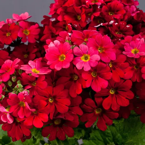 Vista 7 de Outsidepride 1000 Semillas Perennes Primula Crimson Fairy Primrose Flower Seeds para plantar