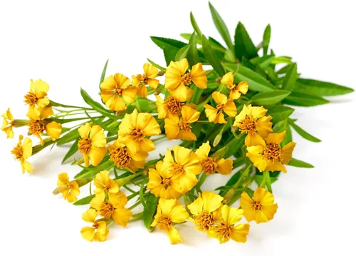 Vista 5 de 300 semillas de hierba de flor de Lucida de Tagetes de estragón español de caléndula de menta mexicana