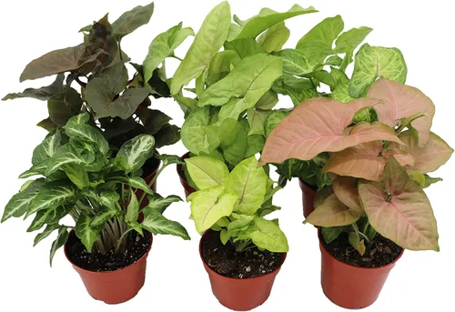 Vista 5 de Fresa Syngonium - 4'' de California Tropicals