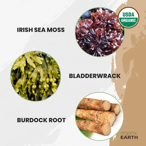 Vista 7 de Organic Earth Polvo de musgo marino irlandés de 8 onzas, orgánico de musgo marino silvestre con polvo de raíz de vejiga y bardana, tiroides, apoyo a