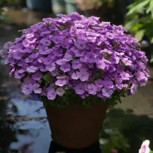 Vista 4 de Semillas de Phlox rastreras para plantar, 1020 piezas de semillas de flores perennes enanas rastreras Phlox plantas de cobertura del suelo, sin OMG