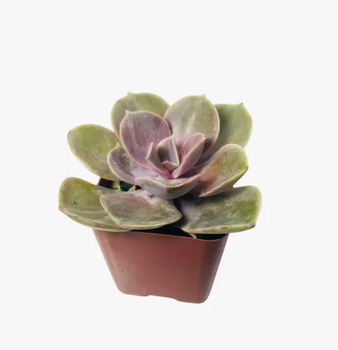 Vista 15 de Plantas suculentas vivas de USKC (Crassula de 2.5 pulgadas 'Spring time')
