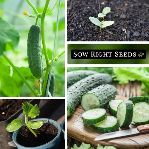 Vista 4 de Sow Right Seeds - Semillas de pepino Spacemaster para plantar - Paquete de reliquia sin OMG con instrucciones para cultivar un huerto doméstico al