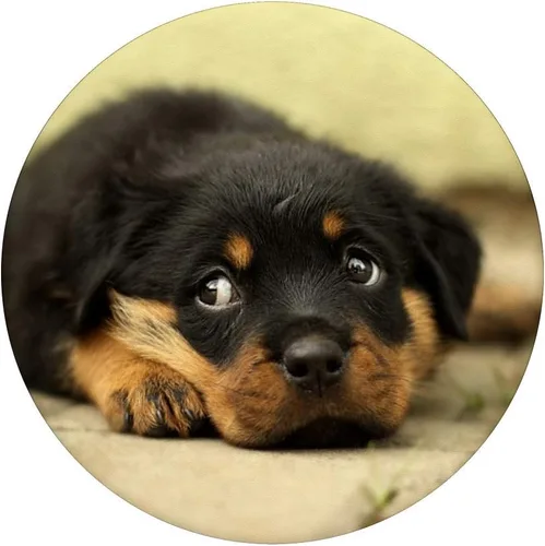 Vista 3 de Rottweiler – Enchufe para cachorros – Gancho y soporte para teléfonos y tabletas, Negro