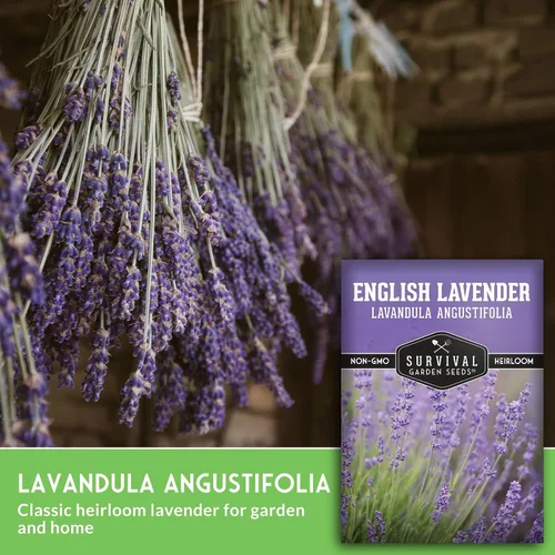 Vista 5 de Semillas de lavanda inglesa para plantar (Lavandula angustifolia) – Hierba culinaria comestible con flores fragantes, perenne resistente