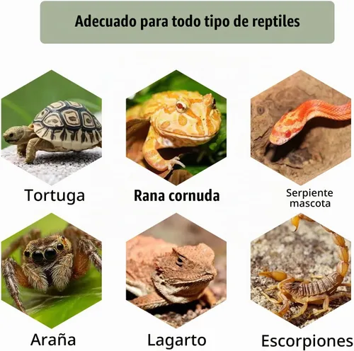 Vista 6 de kathson Plataforma para tomar el sol de tortuga, rampa de escalada de tortugas para bebé, esquisto, reptiles, muelle, terraza, piedra, pequeño