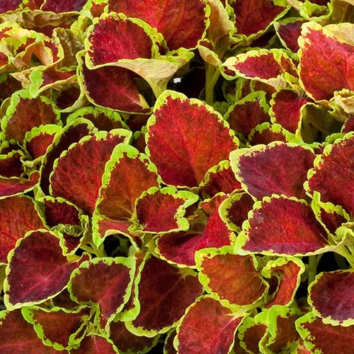 Vista 7 de Outsidepride Fairway Ruby Coleus Semillas para plantar, 100 unidades, anuales, compactas y fáciles de cultivar, semillas de flores con follaje