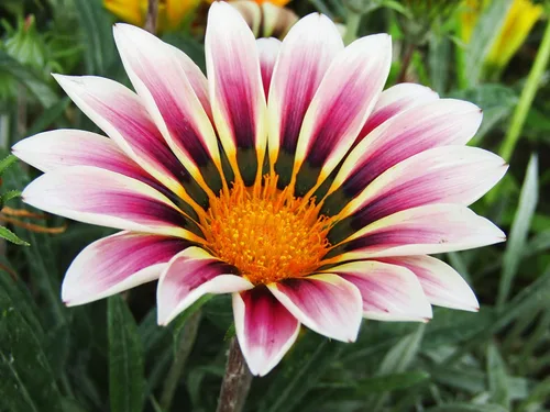 Vista 2 de Más de 100 Semillas Flor del Tesoro (Gazania) - Mezcla de flores