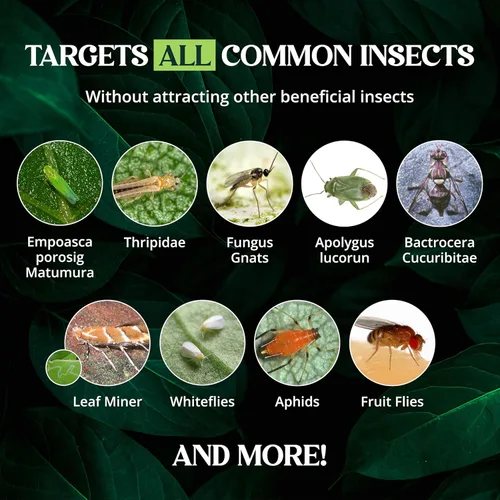 Vista 6 de Catchmaster GRO - Trampas adhesivas regulares de doble cara amarillas, paquete de 36 unidades, trampa adhesiva para insectos y moscas de la fruta