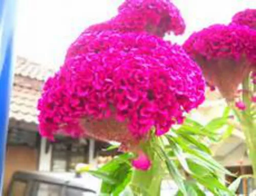 Vista 3 de ¡Enorme cerebro Celosia! Crazy Mixed Colors 100 Semillas. ¡Peina! ¡Planta Amish Vieja!