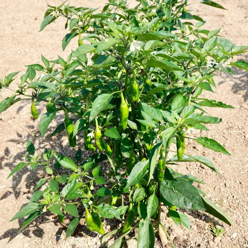 Vista 3 de Shishito Pepper 70 Seeds, pimientos tradicionales japoneses, Shishitōgarashi, pimienta arrugada japonesa sin OMG