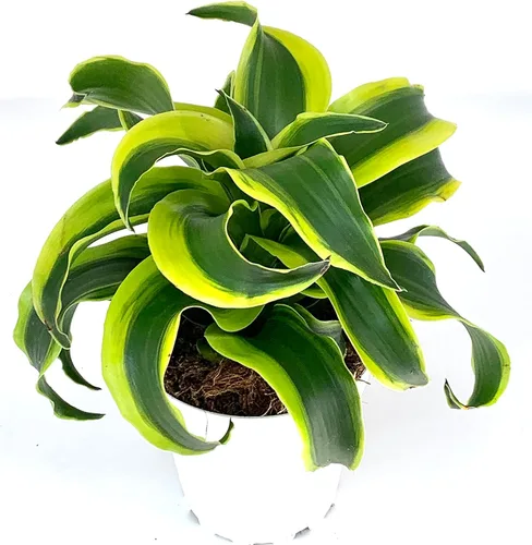 Vista 2 de Dracaena Tornado - Planta de casa viva en maceta de 4 pulgadas
