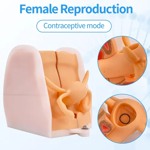 Vista 2 de Modelo de maniquí ginecológico femenino, modelo de entrenamiento Iud Modelo de anatomía genitales femeninos Modelo humano con estructura de anatomía
