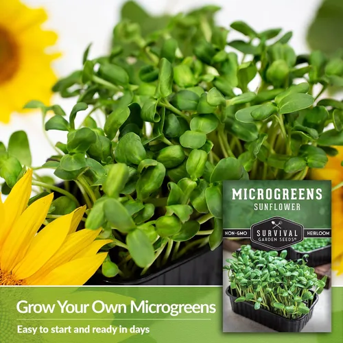 Vista 4 de Semillas de microgreens de girasol para brotar – Planta y cultiva brotes de nuez y crujientes llenos de proteínas y vitaminas – Heirloom de rápido