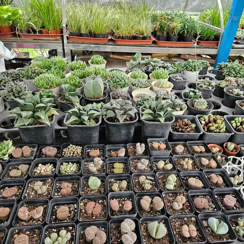 Vista 6 de 60 piezas de macetas de vivero de 6,9 cm, macetas de plástico para inicio de semillas con agujeros de drenaje, macetas de plántulas resistentes