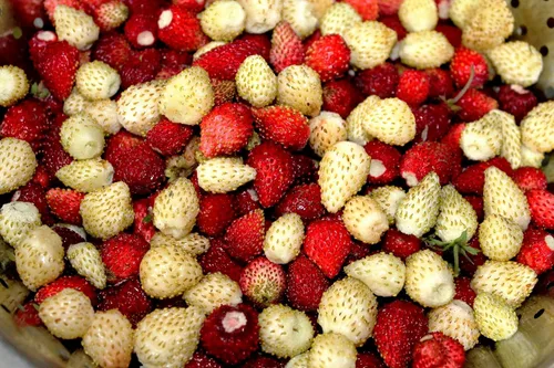 Vista 4 de Seeds Wild Alpine Strawberry Red & Yellow Seed Mix 100 semillas para plantar plantas perennes sin OMG