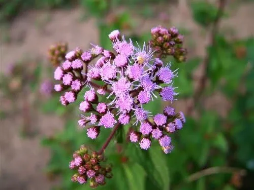 Vista 3 de 100 Semillas de flor de Eupatorium Coelstinum púrpura (ageratum duras)