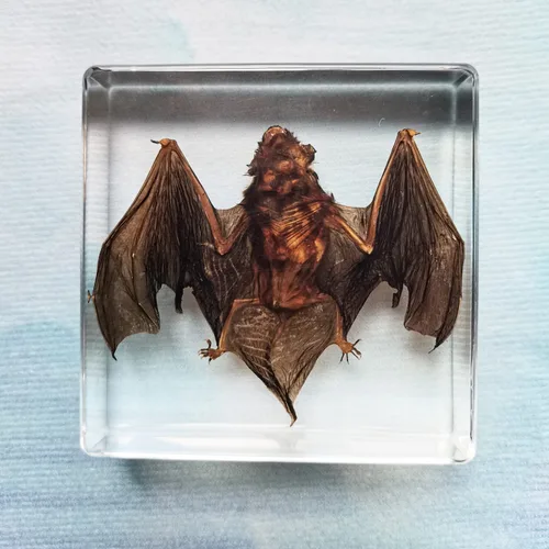 Vista 7 de Muestras de murciélago reales en manualidades de pisapapapeles de resina, colección de taxidermia de animales para educación científica y adorno